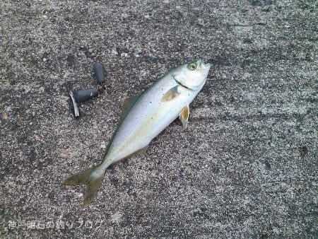 ファミリーでサビキ釣り