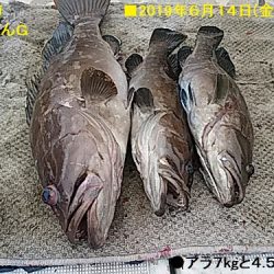 大物釣果速報！●光義丸：平戸市早福港