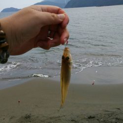 キス釣り釣行　由良川河口（左岸）