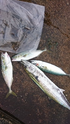 爆風、濁り、釣れまくり