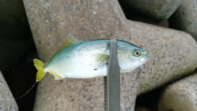 朝マズメ釣行