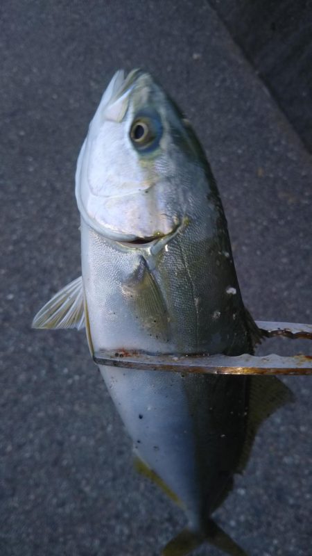 シーバス、青物狙い