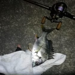 南港カモメ大橋 釣行 （超小雨ヘチ釣り、キビレチヌ45ｃｍ 他釣果有り）