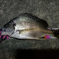 南港カモメ大橋 釣行 （ヘチ短時間で好調果キビレチヌ39ｃｍ 他釣果有り）