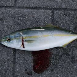 激混み、激シブ釣行