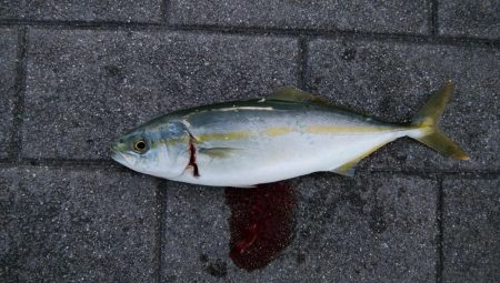 激混み、激シブ釣行