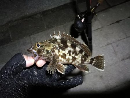 コスモ公園釣行 （続、厳重警戒体制なコスモでヘチ釣り、キビレチヌとガシラとナマコ？！釣果（笑））