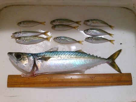 夜のウキ釣り