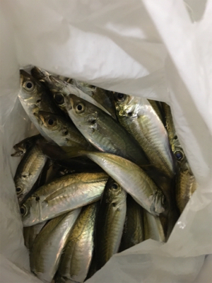 豆は釣れる