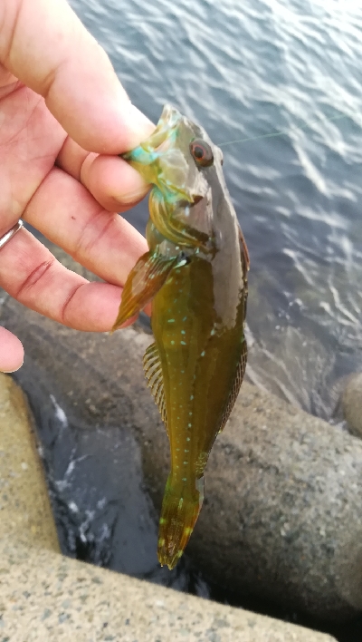 朝マズメ釣行