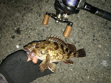 南港カモメ大橋 釣行 （梅雨入り日にヘチ釣りでキビレチヌ約40cm 他釣果有り）