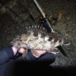 南港カモメ大橋ヘチ釣行 （28日悪天候ヘチ釣り～ キビレ32cm、30cm、ガシラ 釣果有り）