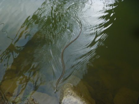 減水傾向です