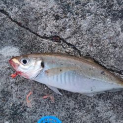 ムコイチ釣行で良型シーバス♪