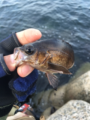 アジが釣れん…