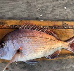 幸吉丸 釣果