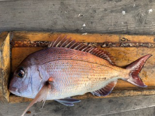 幸吉丸 釣果