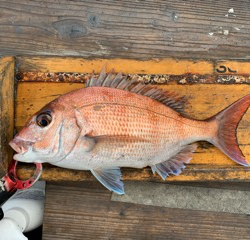 幸吉丸 釣果