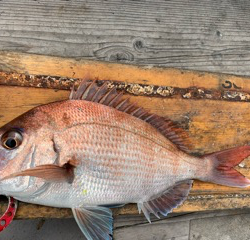 幸吉丸 釣果