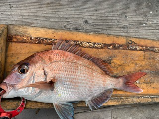 幸吉丸 釣果