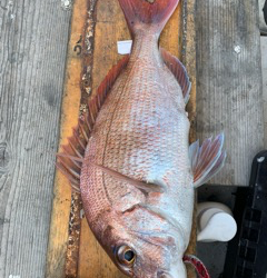 幸吉丸 釣果