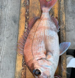 幸吉丸 釣果