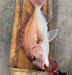 幸吉丸 釣果