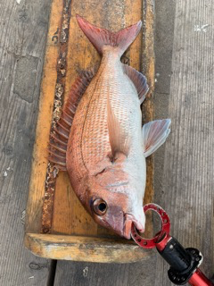 幸吉丸 釣果