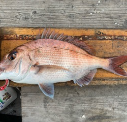 幸吉丸 釣果