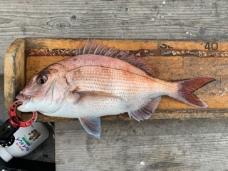 幸吉丸 釣果