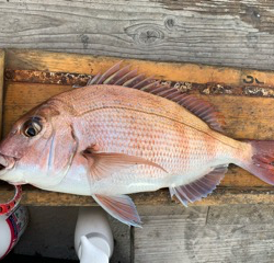 幸吉丸 釣果