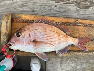 幸吉丸 釣果