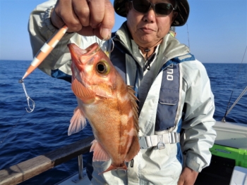 鯛紅丸 釣果