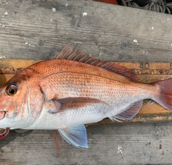 幸吉丸 釣果