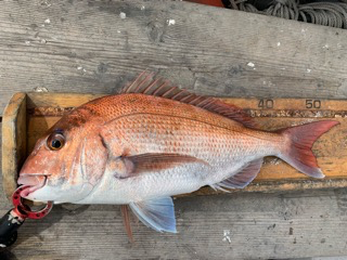 幸吉丸 釣果