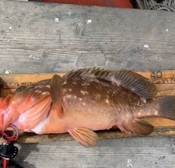 幸吉丸 釣果