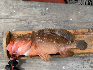 幸吉丸 釣果