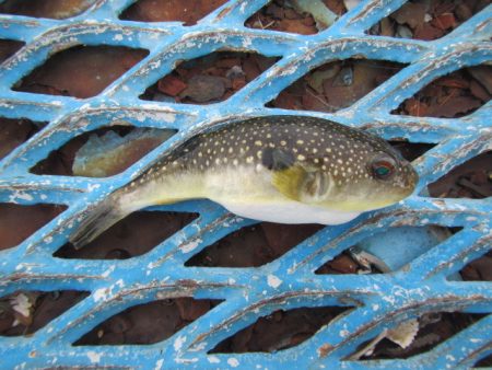 オリジナルメーカー海づり公園(市原市海づり施設) 釣果