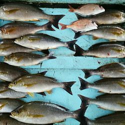 明神釣船 釣果