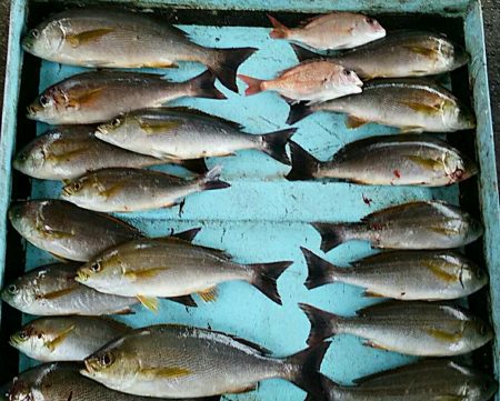 明神釣船 釣果