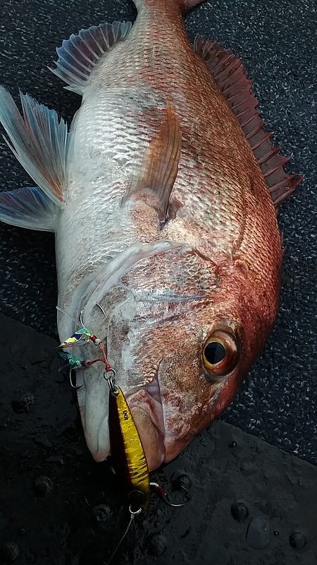 星隆丸 釣果