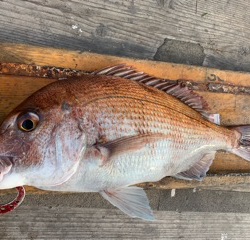 幸吉丸 釣果