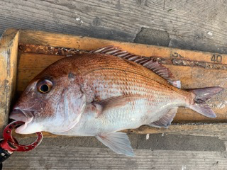 幸吉丸 釣果