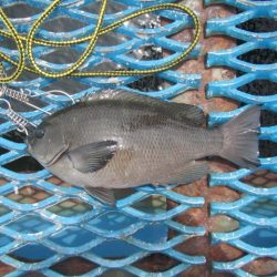 オリジナルメーカー海づり公園(市原市海づり施設) 釣果