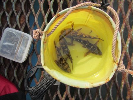 オリジナルメーカー海づり公園(市原市海づり施設) 釣果