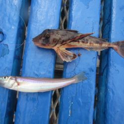 オリジナルメーカー海づり公園(市原市海づり施設) 釣果