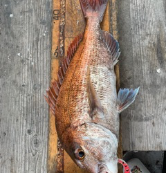 幸吉丸 釣果