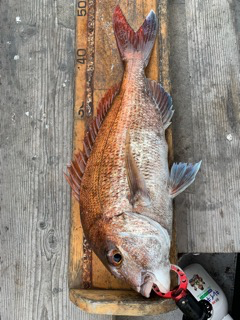 幸吉丸 釣果