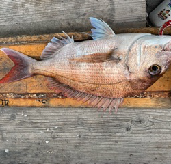 幸吉丸 釣果