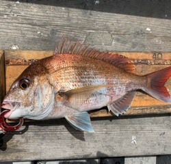 幸吉丸 釣果